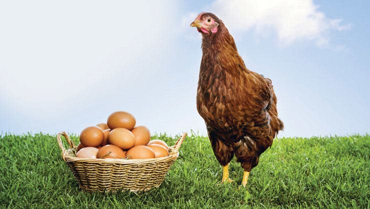 İskoçyalı Araştırmacılar ‘Kanser ilaçları yumurtlayan’ tavuk yetiştirdi