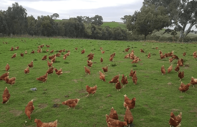 Adelaide’s extreme heat kills thousands of chickens and bats