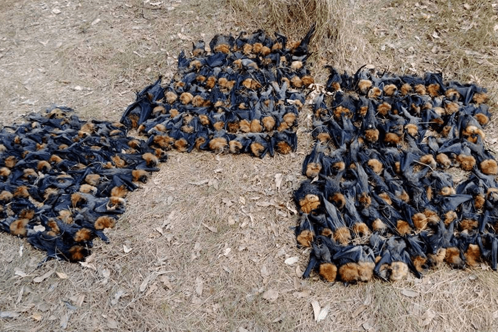 Aşırı sıcaklar, Yarasaların ölümüne neden oldu