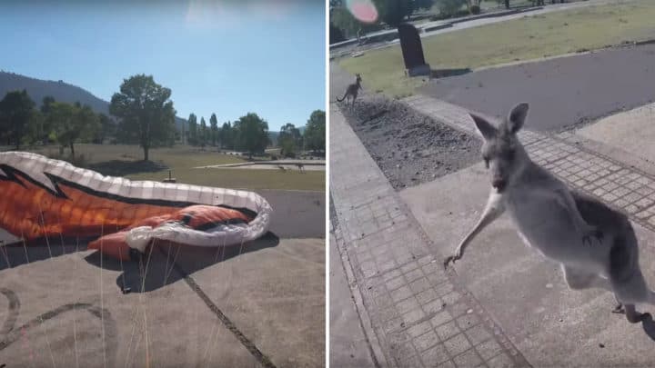 Canberra’da paraşütçülerin Kanguru ile imtihanı