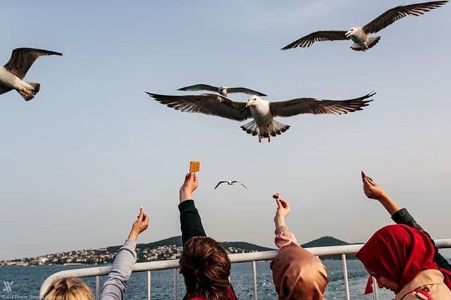 Bilim isanlarından araştırma: Avustralya’da martılar antibiyotiklere dirençli bakteriler taşıyor