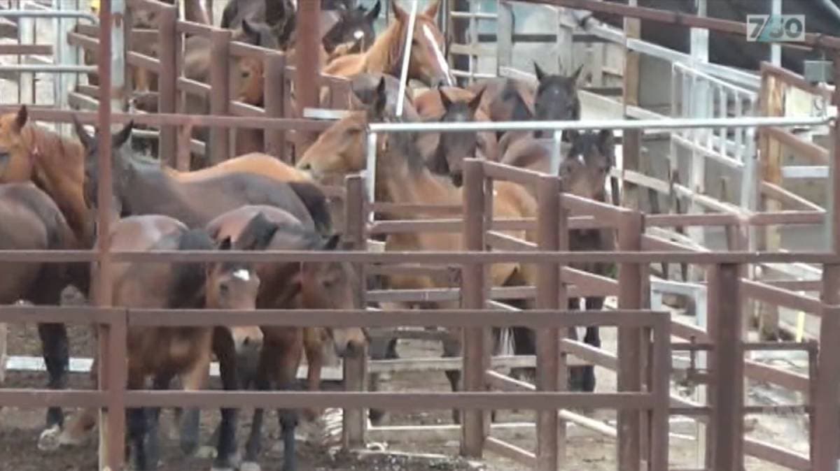 Queensland’de, ‘300 eski yarış atı kesildi, etler satıldı’ haberine soruşturma