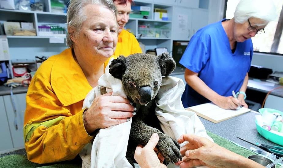 Sydney’in kuzeyine kadar ulaştı: Yangında 3 kişi hayatını kaybederken, 340’dan fazla Koala telef oldu