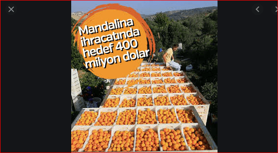 Rusya tek seferde 250 ton mandalinayı geri gönderdi