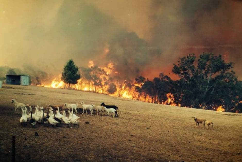 Queensland’ın Fraser Adası’ndaki yangın, yerleşim yerlerini tehdit ediyor