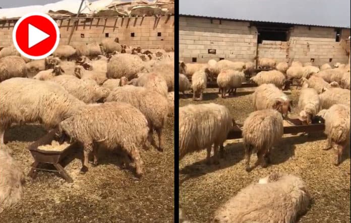 Kürd’ün hayvanlarına da rahat yok: Ceylanpınar’da 17 koyun gözaltına alındı