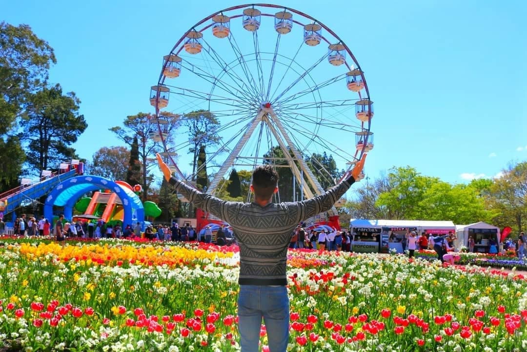 Başkent Kanberra’da Kanola tarlaları sarıya boyandı:Lale festivaline ise büyük ilgi