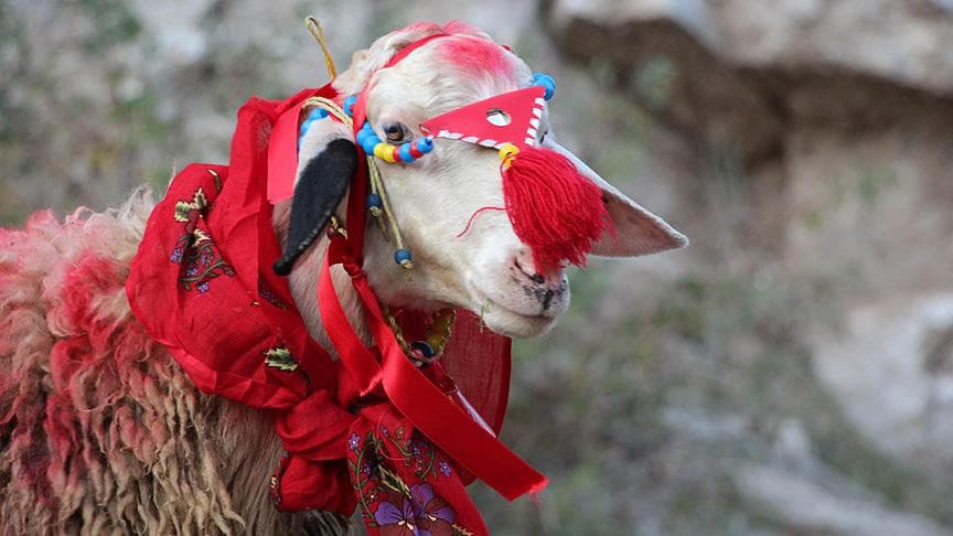 2 yılda yüzde 833 zamlandı: Kurban Türkiye’de hayal oldu