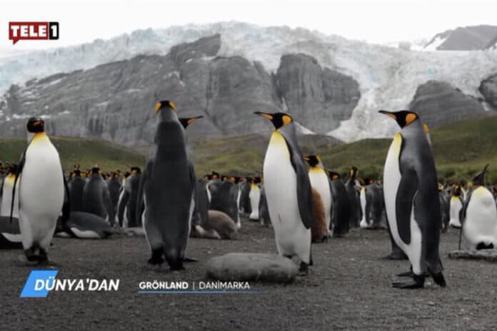 Tele1’e kararma: Kayım canlı yayını kesti, ‘Penguen’ belgeselini yayınladı