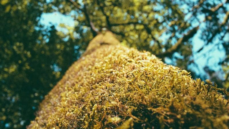 MÜMİNİN MÜMİNE SON VAZİFESİ: CENAZE NAMAZI