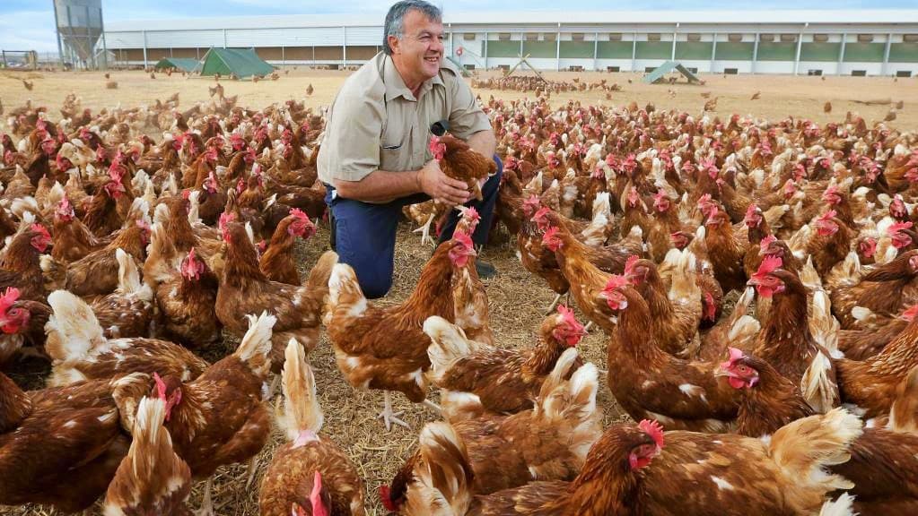 Gezen tavuk yumurtası aldatmacasına 1 milyon 50 bin dolar ceza