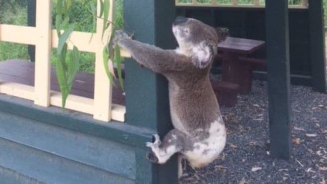 Binaya vidalanmış ölü koala’ şoku