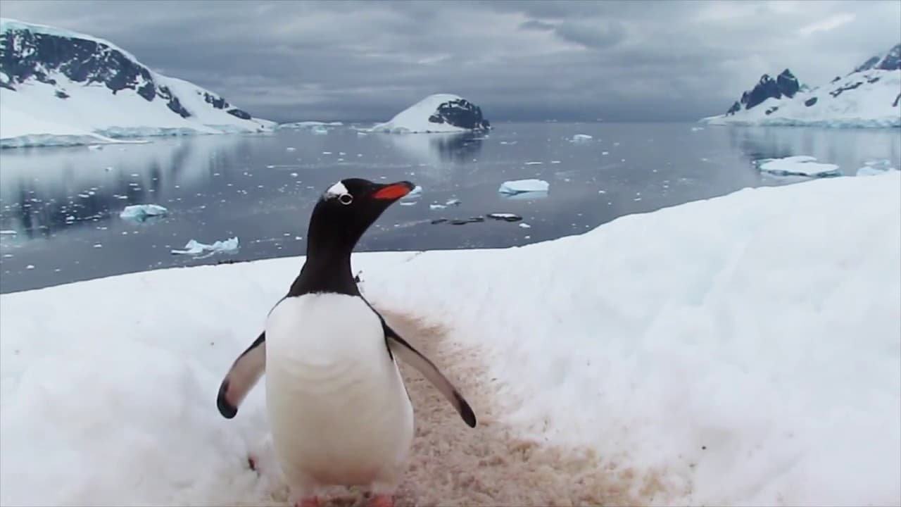 Penguenleri döverek öldürdüren sahsa 49 saat kamu hizmeti cezası