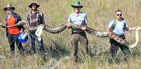 ABD’de 5.2 metre uzunluğunda piton yakalandı