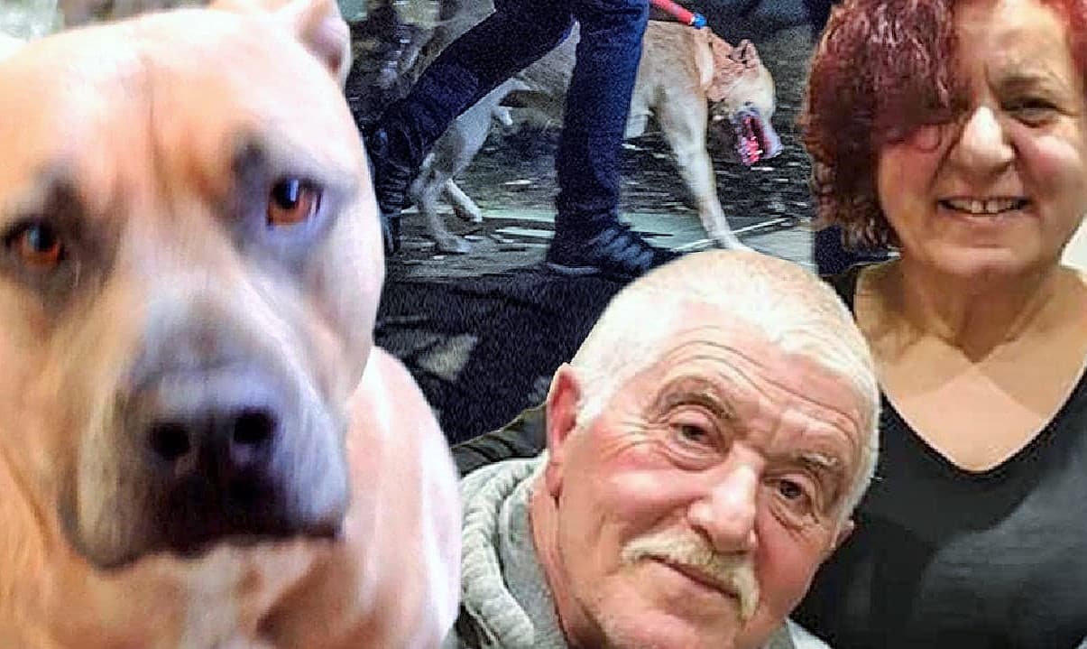 Melbourne’de köpek vahşeti: Sahibinin biri öldü, biri ağır yaralı