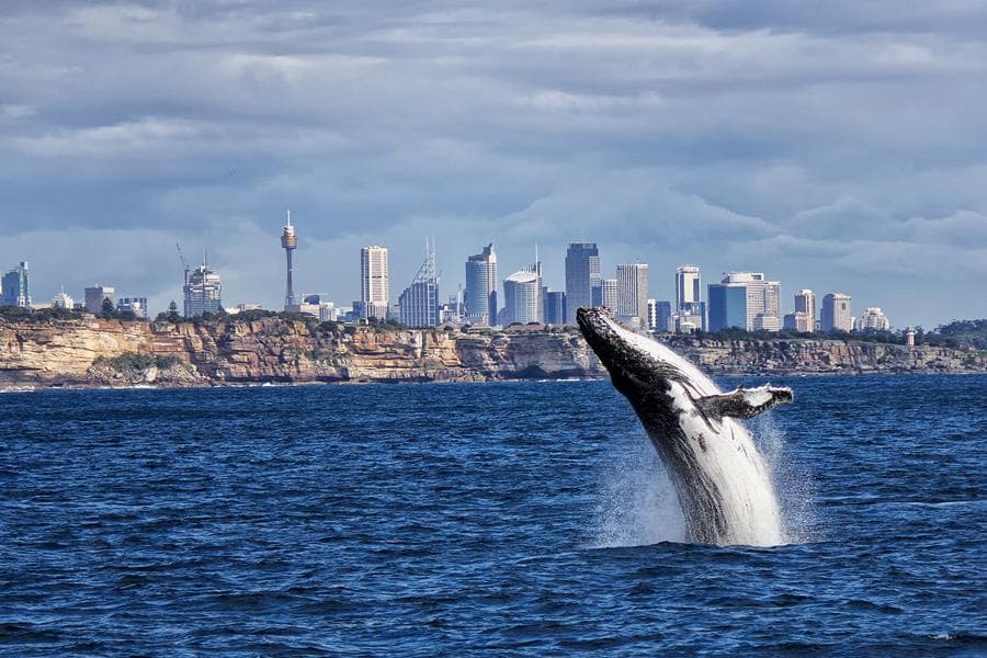 Sydney’in Manly plajında, köpek balığının saldırısına uğrayan profesyonel erkek yüzücü yaralandı