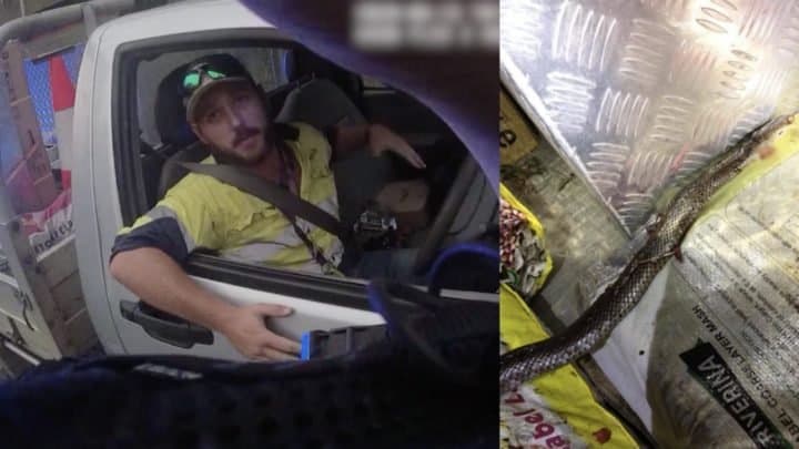 Polis şok oldu: Queensland’da seyir halindeki sürücüye yılan saldırısı!