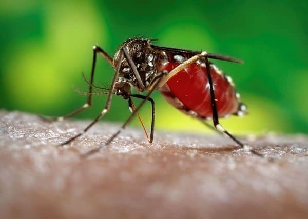 Genetiği değiştirilmiş 750 milyon sivrisinek Florida’da doğaya salınacak