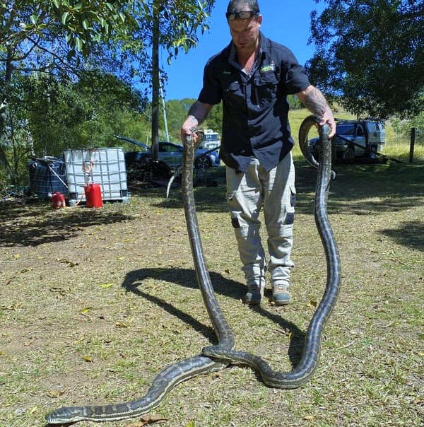 Queensland’de, iki piton yılanı mutfak tavanını çökertti