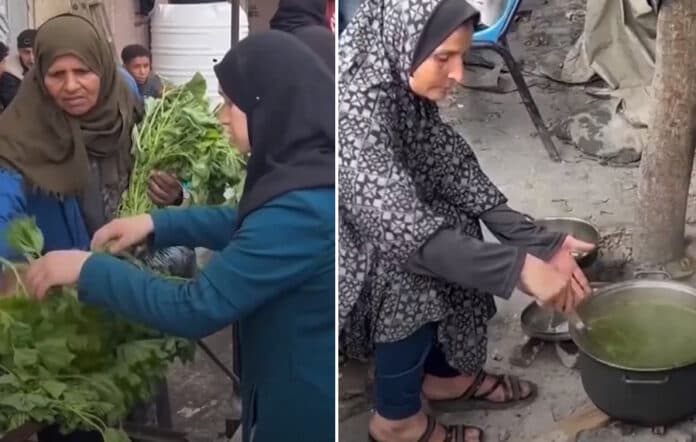 Gazze’de açlık krizi: Filistinli kadınlar ebegümecini kaynatıp yemek yapıyor