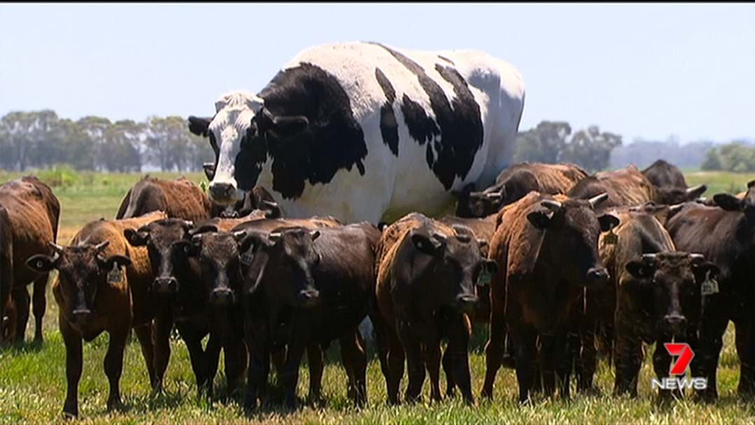Knickers the cow why Australia’s giant steer is so fascinating Zaman