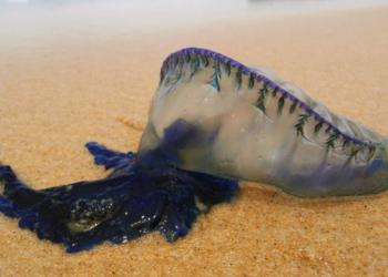 İki plaj kapatıldı: Avustralya’da bir haftada 13 bin kişiyi denizanaları soktu