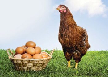 İskoçyalı Araştırmacılar ‘Kanser ilaçları yumurtlayan’ tavuk yetiştirdi