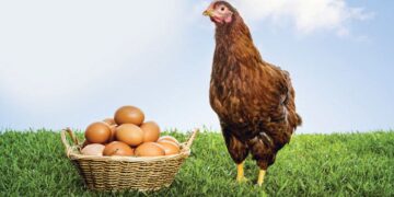 İskoçyalı Araştırmacılar ‘Kanser ilaçları yumurtlayan’ tavuk yetiştirdi