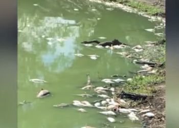 Queensland Eyaleti’nde yüz binlerce balık telef oldu