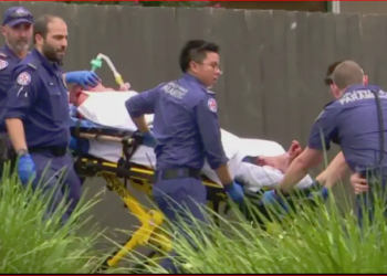 Sydney’de köpek saldırısı: 3 kişi yaralandı birinin durumu kritik