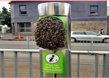 Melbourne’de tramvay durağına yuvalanan arılar, yolculara istasyonu kullandırmadı