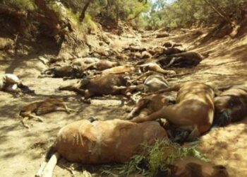 Aşırıcı sıcaklar, Avustralya’nın orta bölgesinde yüzlerce atın ölümüne neden oldu