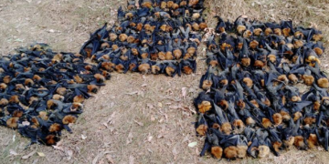 Aşırı sıcaklar, Yarasaların ölümüne neden oldu