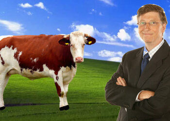 Bill Gates: İneklerin çıkardığı gazlar, dünyanın en büyük sorunu