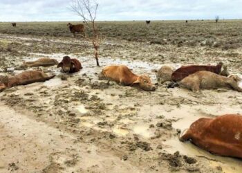 Queensland’de  300 bin büyükbaş hayvan telef oldu