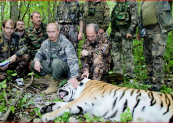 ‘Putin kaplan avladı’ haberi ‘uluslararası palavra’ ödülü kazandı