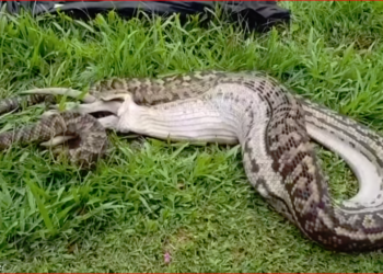 Queensland Eyaletinde, dev yılan Kanguruyu yuttu