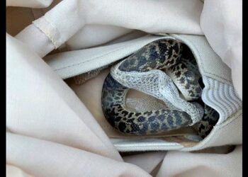 Ayakkabıya gizlenen piton yılanı havada 15 bin kilometre yol yaptı