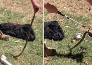 Queensland’de sel suları, timsah ve yılanları evlerin önüne sürükledi