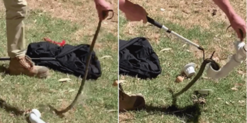 Queensland’de sel suları, timsah ve yılanları evlerin önüne sürükledi