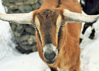 Keçi belediye başkanı seçildi: Yemin töreninin ardından göreve başlayacak