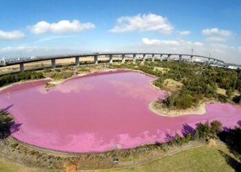 Melbourne’da pembe renge bürünen göle ziyaretçi akını