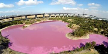 Melbourne’da pembe renge bürünen göle ziyaretçi akını