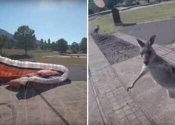 Canberra’da paraşütçülerin Kanguru ile imtihanı