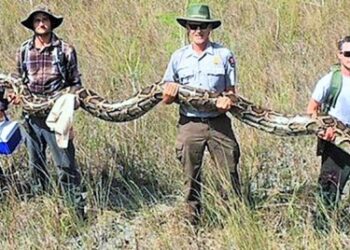 ABD’de 5.2 metre uzunluğunda piton yakalandı