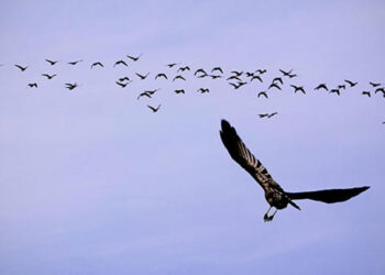 İmam Celaleddin Süyuti (849-911 Hicri) 2