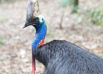 Avustralya’nın kuş türü Cassowary, saldırdığı sahibini öldürdü