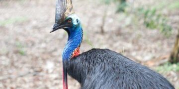 Avustralya’nın kuş türü Cassowary, saldırdığı sahibini öldürdü