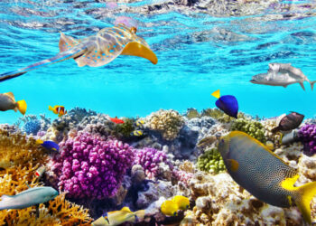 Büyük Bariyer Resifi küresel ısınma tehdidi altında