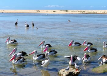 İmam Celaleddin Süyuti (849-911 Hicri) I